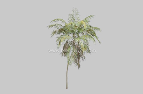 细长棕榈树