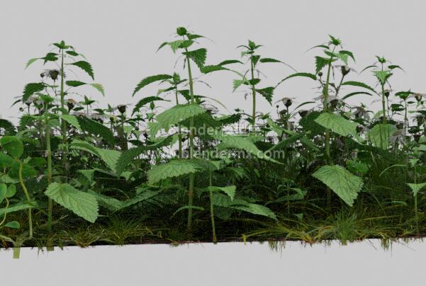 荨麻甘菊花杂草丛草地