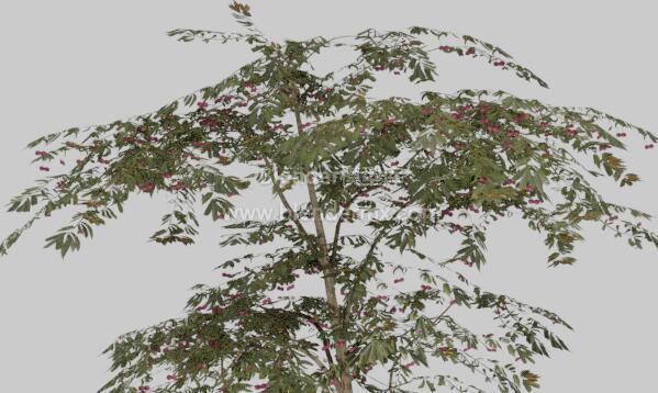 一棵樱桃树