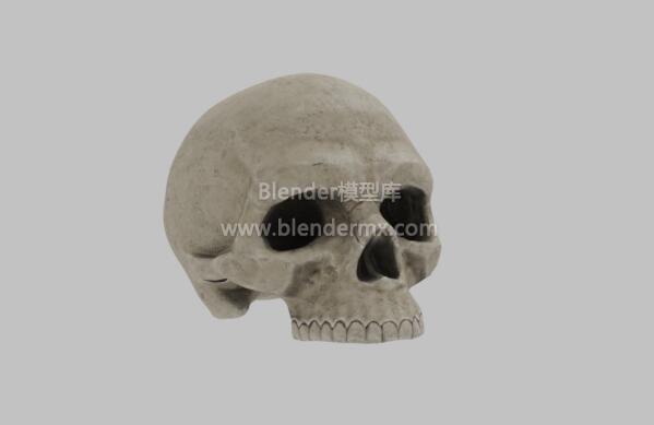 PBR扫描骨骼骷髅头头骨